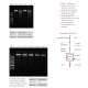Blood Genomic DNA Miniprep Kit 100 Preps/Kit Blood Genomic DNA Miniprep Kit 100 Preps/Kit